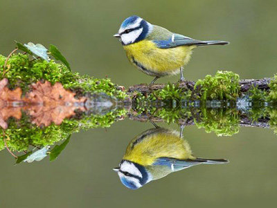 Международный фотоконкурс диких птиц