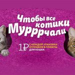 Акция День кошек Помощь приютам-01