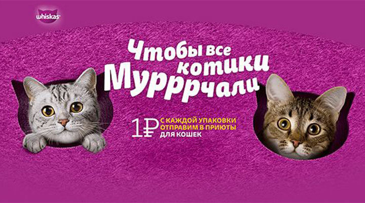 Акция «День кошек. Помощь приютам»